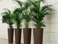 ILIE design planter, Ø 37 x 75 cm - black - 2
